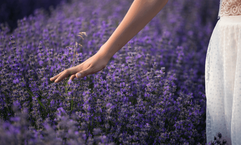 Alfazema Umbanda para selar seu corpo - Representação Artística - RDU